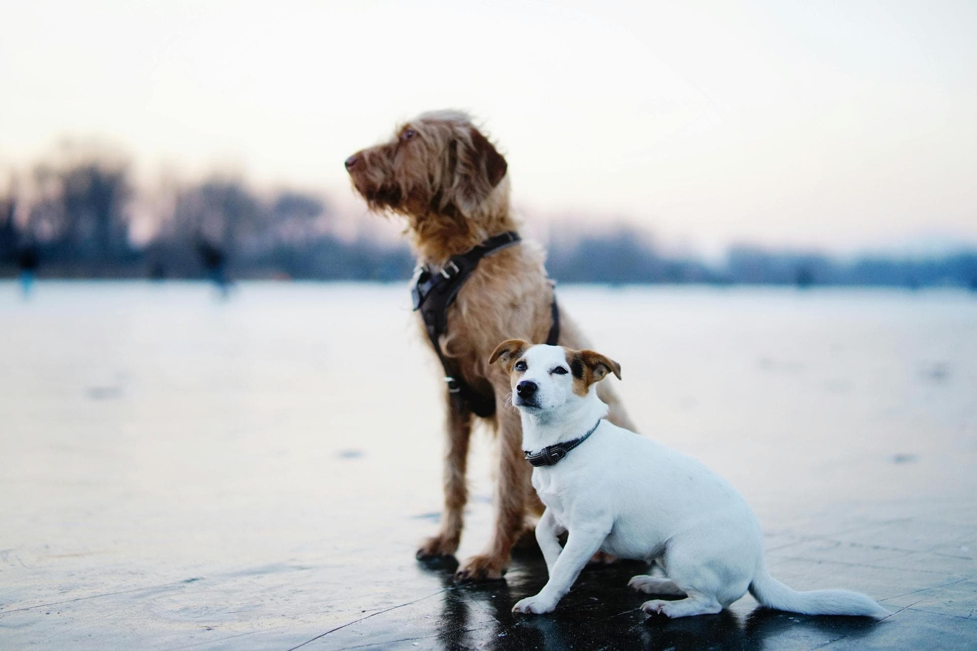 Dog Puppy Vaccinations Kennel Cough Prices in Glasgow