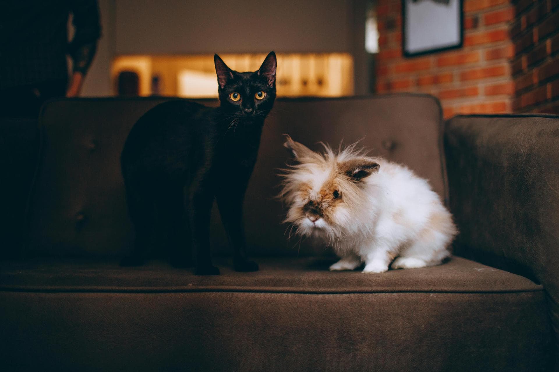 Cat Spay Castrate Neutering Prices in Glasgow