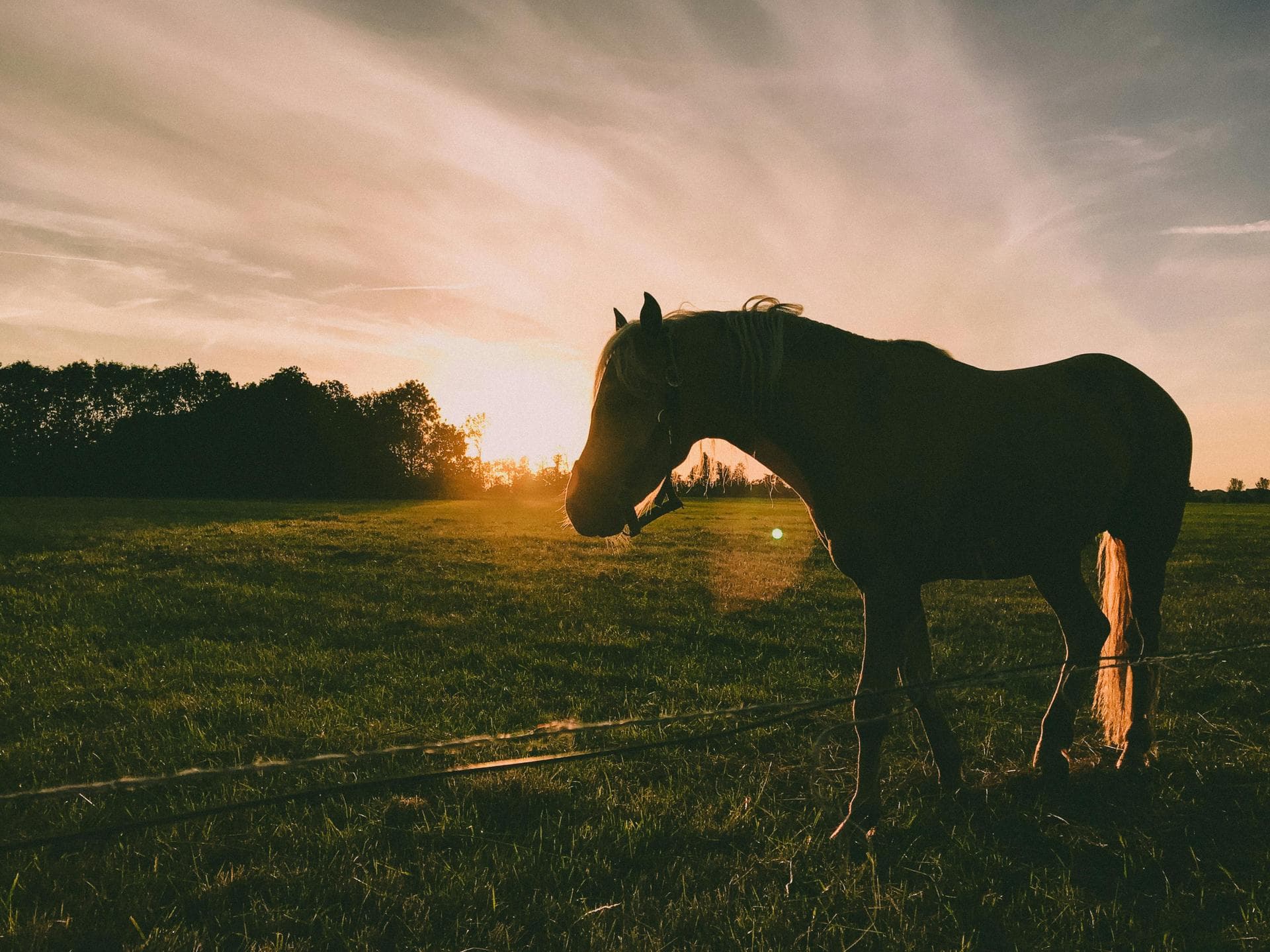 Rabbit Spay Castrate Neutering Prices in Glasgow
