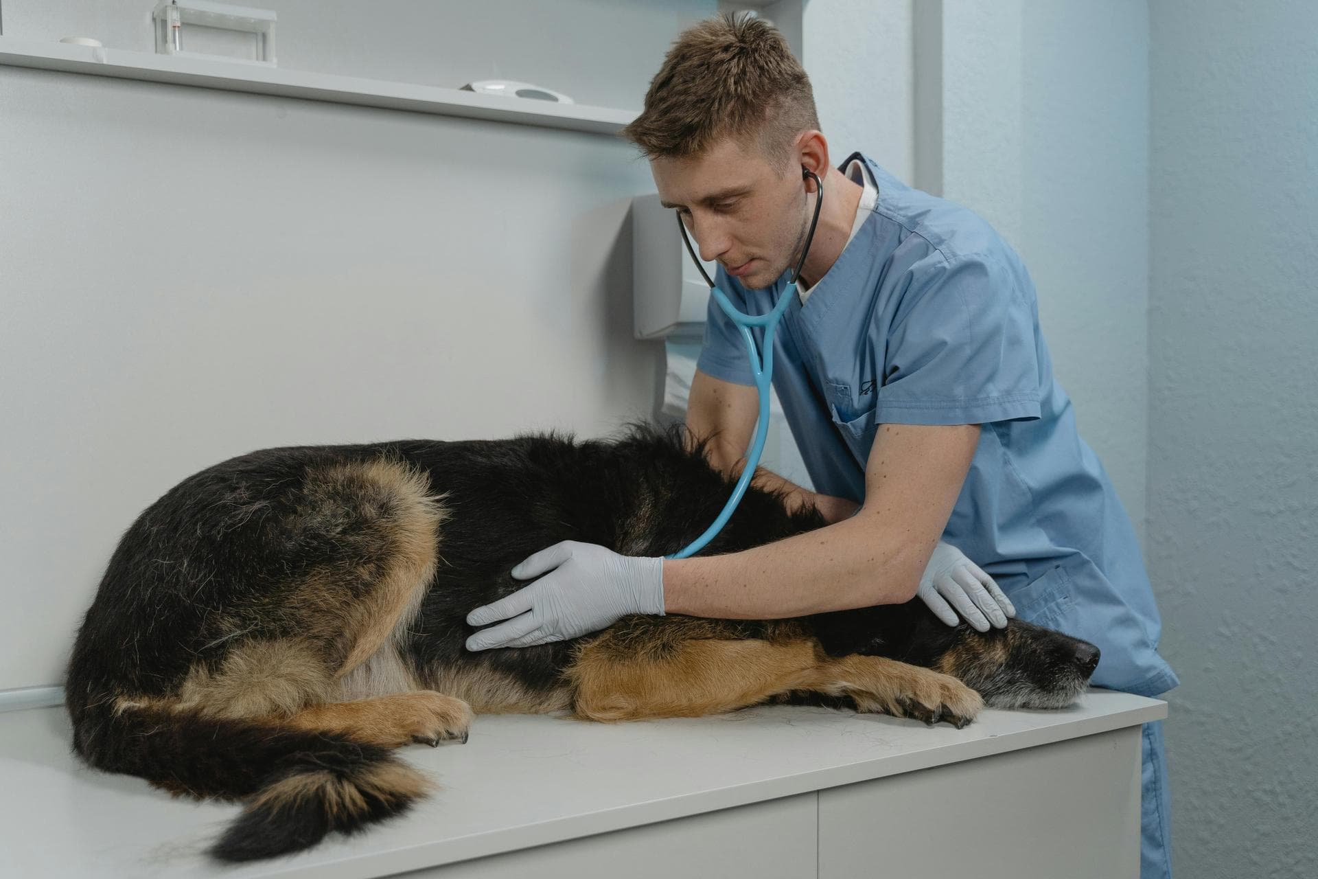 Dog Puppy Vaccinations Kennel Cough Prices in Glasgow