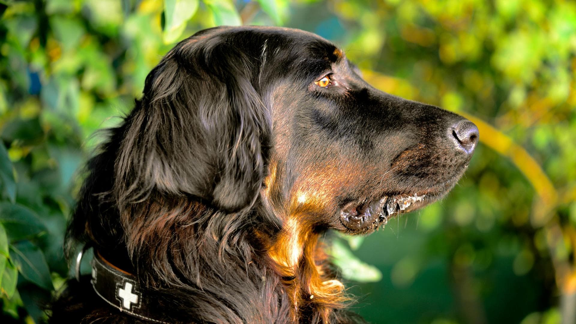 Dog Euthanasia Put Down Prices in Glasgow