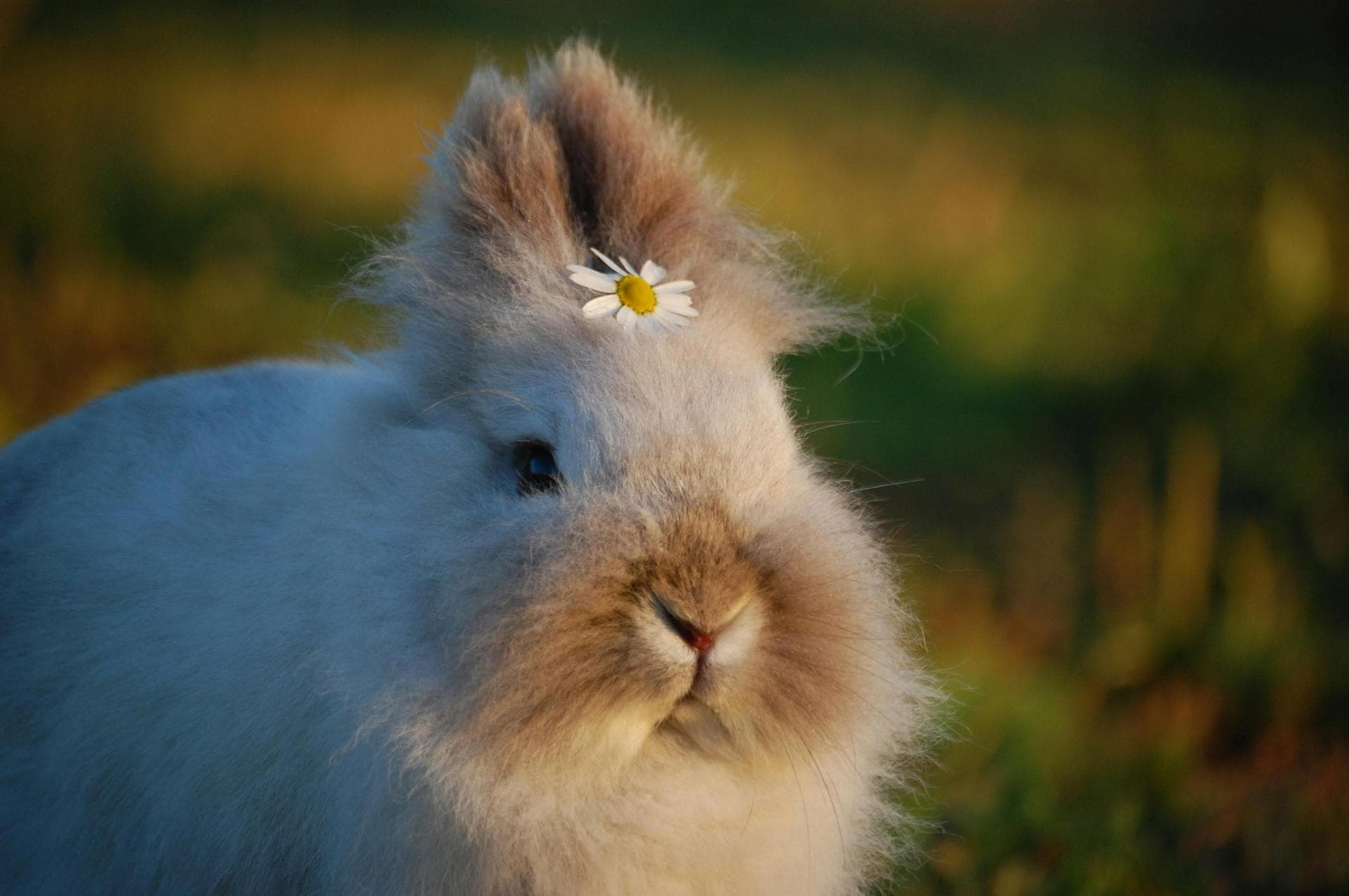 Rabies Vaccination Prices in Glasgow